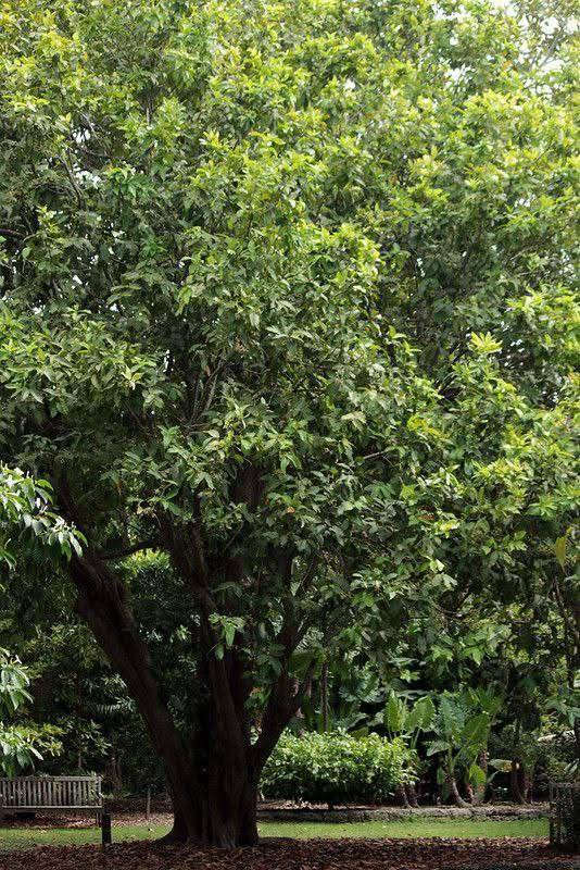 مشتل نباتات نادرة 🌿
🌳 شجرة الجامون 
(Syzygium jambolana)
✨ إذا تبحث عن شجرة مميزة بالشكل والطعم والفائدة… شجرة الجامون خيار قوي وناجح 🌿

🌿 المميزات
✔️ثمار بنفسجية لذيذة وغنية بالفوائد 🍇
✔️ تتحمل الحرارة والظروف الصعبة 💪
✔️ قوية جداً وسريعة التأقلم
✔️ أثبتت جدارتها ونجاحها في أجواء العراق 🇮🇶
✔️ شكلها جميل وأنيق يضيف فخامة للمكان

المتوفر الآن 
📏 الارتفاع: اقل متر
🚚 التوصيل: متوفر لجميع المناطق

🧑‍🌾 معلومات سريعة
تنجح في أغلب أنواع التربة
تحتاج ري بالبداية وبعدها تتحمل
تعيش سنوات طويلة وتنمو بشكل ممتاز

✨ ليش تختارها؟
شجرة تجمع بين القوة + الإنتاج + الجمال ومجربة فعلياً في بيئتنا 🌳

💰 السعر: 15,000 الف
📦 شتلات قوية وجاهزة للغرس
📞 للحجز والاستفسار: ***********
🌿 مشتل نباتات نادرة – نوفر لكم نباتات مميزة ونادرة 🌿
