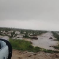 يالله فرصه استثمار ولا منها في العراق بستان نخيل نسيجي للبيع الاتصال ع...