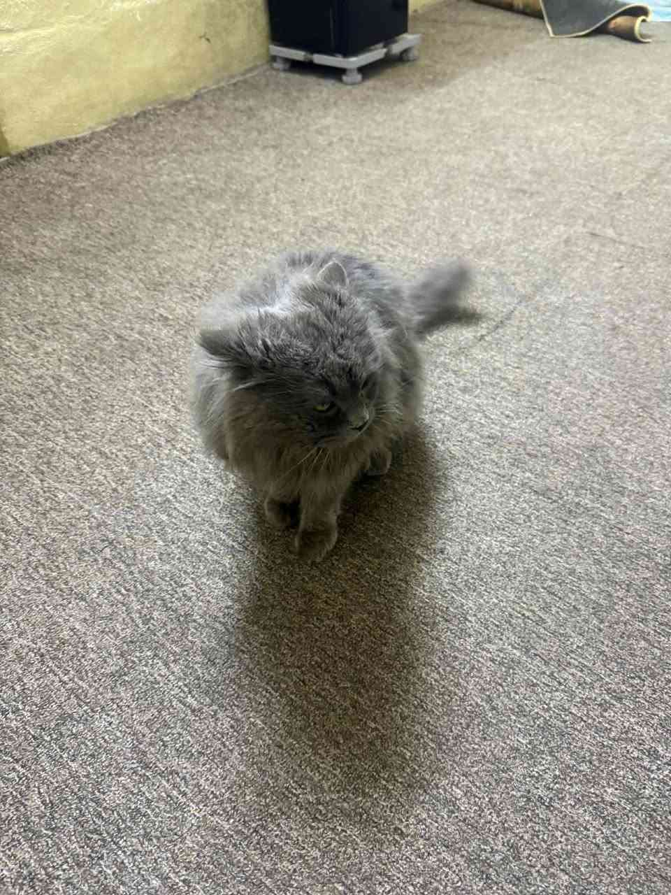 بيع مستعجل 
بزونة للبيع قيم وأخذ 
***********
