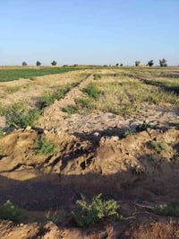 10 دونم. عقد. 35 ماء  كهرباء كله واصل يمه الرشديه  خارج خطت البلديه  ا...