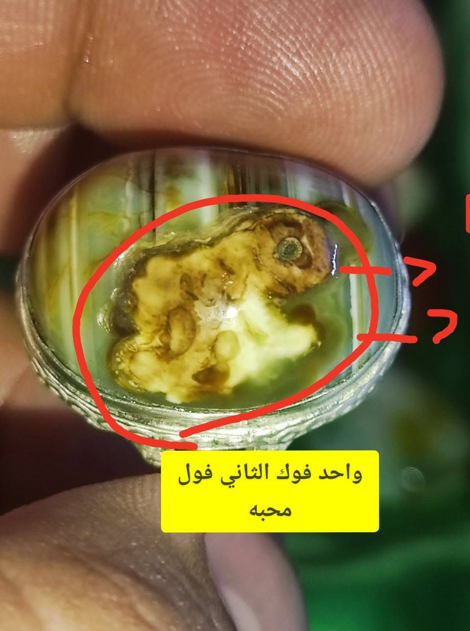 بسم الله
فول وفول ومكفول 💪
شوف تصوير واحكم فول جلب ومحبه 
منجم وكامل للحمل فضه عراقي 
35الف مال بلاش ***********واتساب
