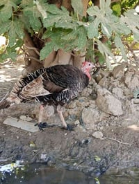 افسيفسات • سعر خاص • واتساب