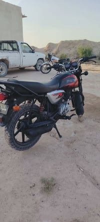 بوكسر • فحل • ٢٣