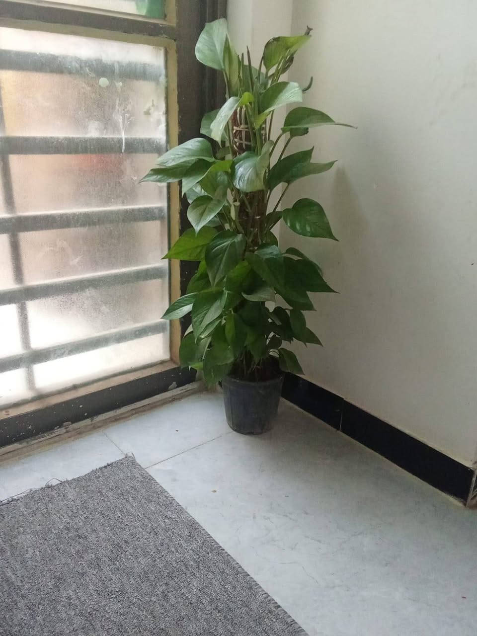 بسم الله الرحمن الرحيم
اللهم صل على محمد وآل محمد
توفر ضلي بي
مطاط جلد نمر فوجير
يوجد خارجي جهنمي متسلق  جوري


**إذا كنت صاحب هذا الإعلان وتريد حذفه لأي سبب، رجاءا أرسل رسالة إلى الدعم الفني**