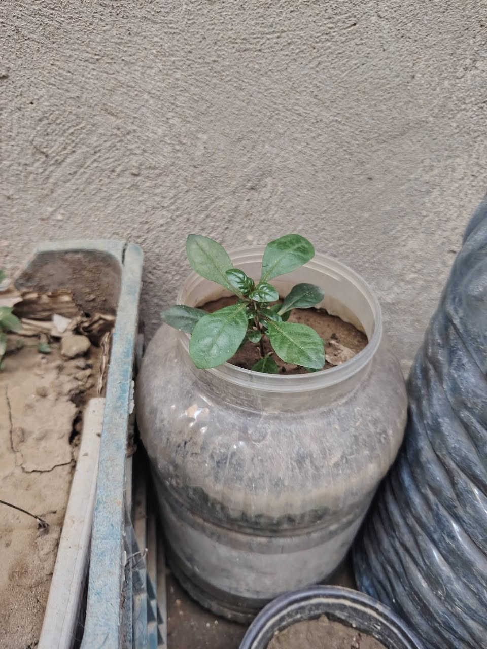 دفلات أبيض وردي وريحان ودم العاشق كلهم ١٥ الف


**إذا كنت صاحب هذا الإعلان وتريد حذفه لأي سبب، رجاءا أرسل رسالة إلى الدعم الفني**