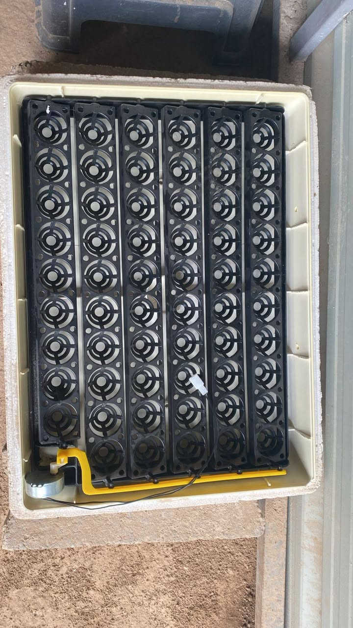 السلام عليكم مكلف بل نشر فقاسه عدد 60 بيضه قلاب اوتو ماتيك سعره 75 الف وبيه مجال بسيط والقفص سعره 40 الف وبي مجال بسيط  *********** اي استفسار اكثر اتصل علا صاحبهن وميكون خاطرك اله طيب
