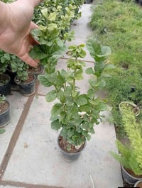 عطر فوواح • ابيض • تحب الشمس