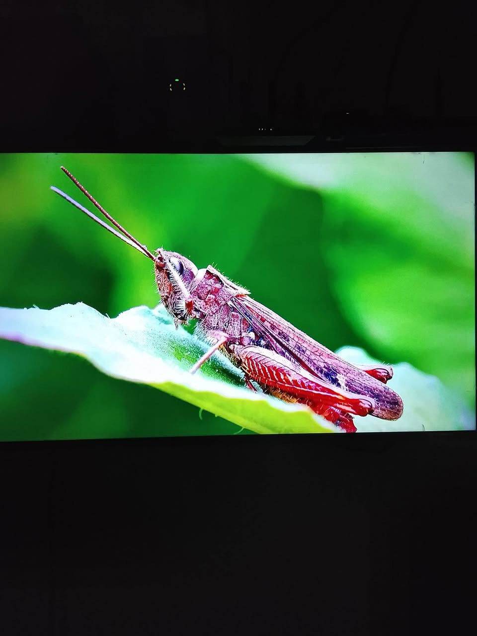 شاشه بلازمه الحافظ حجم50 جديدة كامل مواصفات 4K للبيع أي استفسار موجود ع خاص


**إذا كنت صاحب هذا الإعلان وتريد حذفه لأي سبب، رجاءا أرسل رسالة إلى الدعم الفني**