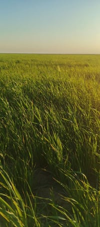 شروه للبيع مكان كميت قرب نصف الشهيد المساحه 160زرع مسكي للاستفسار الات...