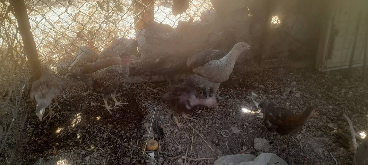 للبيع افراخ دجاج  العدد 8 شلع ب 40 الف


**إذا كنت صاحب هذا الإعلان وتريد حذفه لأي سبب، رجاءا أرسل رسالة إلى الدعم الفني**