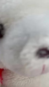 كراون • ٢٠٠٥ • ١٨٢٠٠٠ كم