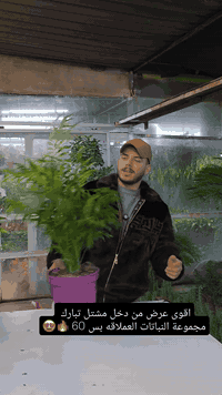 😍مجموعه نباتات ضليه وبس بلاش 🔥. عرض بس 60 الحكو بحجز وعرض مفتوح ان شاء...