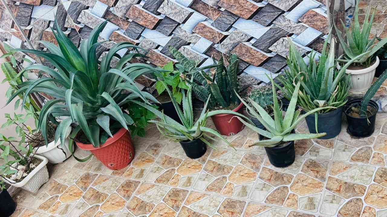 زين بيتك بأجمل أنواع الصبار.. متوفرة الآن للبيع بأنواع و بأحجام مختلفه


**إذا كنت صاحب هذا الإعلان وتريد حذفه لأي سبب، رجاءا أرسل رسالة إلى الدعم الفني**