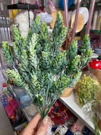 زهرة الصنوبر • السنبلة • ١٢ مسكة