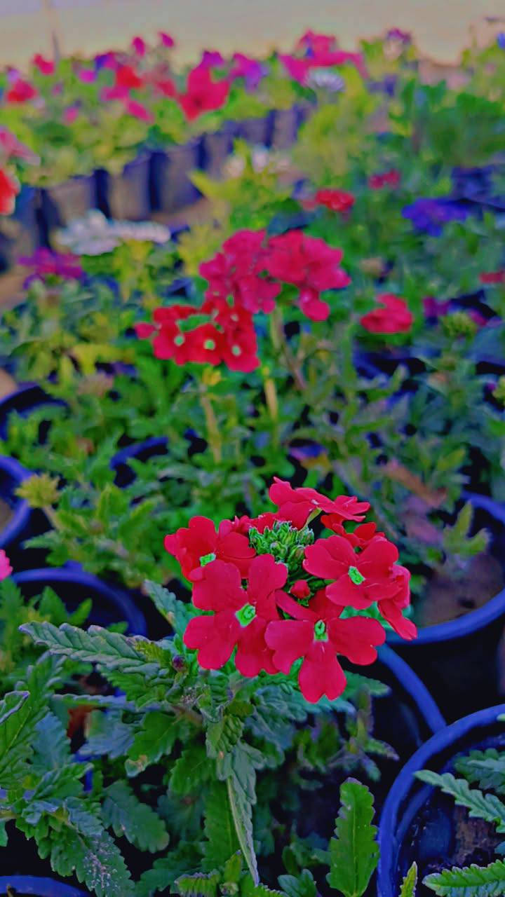 متوفر جميع انواع الورود الموسميه والدائميه 🌹🌷🌸


**إذا كنت صاحب هذا الإعلان وتريد حذفه لأي سبب، رجاءا أرسل رسالة إلى الدعم الفني**