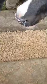 علف مجترات • مكونات العلف • معمل العتبة كربلاء