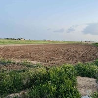 يرهمن • ٧ دونم • مزرعة