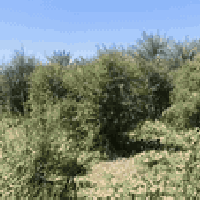 كربلاء شط طله • ٦ دونم ٤ بيوت • طابو زراعي