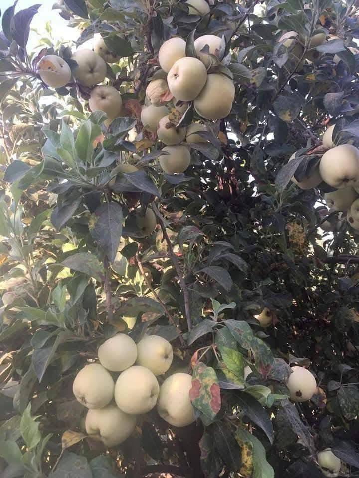 مزرعه للبيع 3 ونص دونم قرار 117 المزرعه مخدومة كافت الخدمات وكافت الأشجار المثمرة نخل مع حمضيات عنب وزيتون ورمان امريكي مشمش تفاح عرموط تين اصفر تين اسود بني مسلم كهرباء محولة ام 400 انارة شارع مدارس متوسطة وابتدائية مستوصف سوك قريب عليها ماء سقي نهر مع بئر مع ماء اسالة مع تبليط السعر عند الاتصال بالرقم *********** / *********** العنوان بغداد المعامل الحسينية منطقة السعاده البو عامر .
