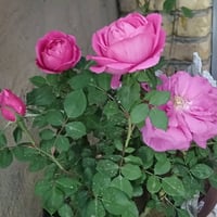 متوفر شتلات ورد وسنادين اعمال فنيه جاهزات وفواكه سعر ٥ الاف كاملات ‎07...