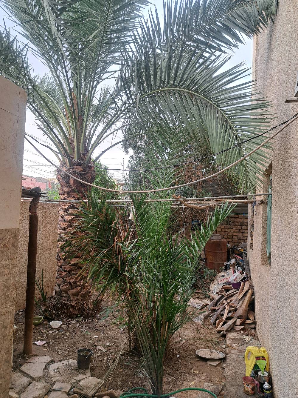 دار للبيع (طابقين) 🏠
متاح الآن منزل متكامل للسكن الفوري 
​✅ المساحة الكلية: 250 م.
✅ عدد الطوابق: طابقين.
ملاحظه الطابق الاول يحتوى على طرمه كبيره وحديقه 
ودوانيه وستقبال ومطبخ وغرف نوم عدد 2 ومناور عدد 2 وصحيات داخلي وخارجي وكلدور  الطابق الثاني يحتوى على دوانيه وستقبال ومطبخ وصحيات وغرف نوم عدد 2 غير كاملات 
✅الطابق الثاني غير مسكون فيه من سنة التشيد الدرج خارجي وداخلي وباب منفصل وحده
​  "للاستفسار يرجى الاتصال"].
***********
📍 العنوان: [ حي المعلمين الجديد].