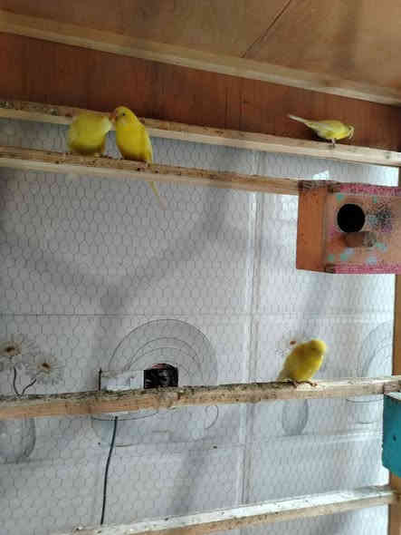 السلام عليكم قفص مع طيور حب 2امهات و2ذكورة
مع كواخة وماء مثل مواضح بالصورة
اما ابعاد القفص 2ونص اراتفاع تقريب والعرض 1وربع
***********
الخاجية شارع اربيعن قرب افران العراق وتدللون  احبتي الكرام
