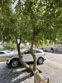 سورنتو ٢٠١٦ • وارد أمريكي • محرك ٢٤٠٠