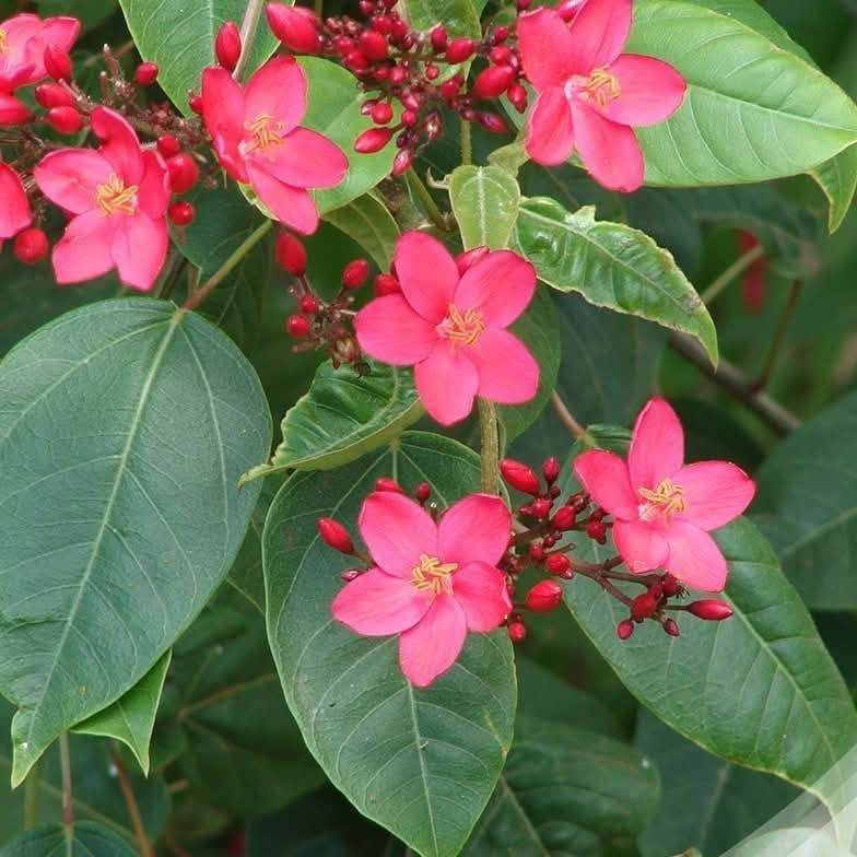 السلام عليكم متابعينا 🤍.
نعلن عن توفر اشجار الجاتروفا او الجادروفا واسمه العلمي (jatropha integerrima)🌺🌳

ارتفاع متر تقريباً 🩵
السعر   ١٠ الف 🩷

 تنتج زهور حمراء صغيرة الحجم و لكن على شكل كتل او مجموعات في الغصن الواحد وتزهر بكثافة منذ حلول الربيع و طوال الصيف و لكن تصفر اوراقها قليلاوتتساقط و يتوقف الازهار في الشتاء و ممكن ان تكون في موقع مشمس او مظلل واقصى ارتفاع لها يمكن يصل الى ثلاث امتار و لكن اقوم بتقليمها حتى يصبح طولها في حدود المترين فقط ذلك ان زهورها اذا كانت بكامل ارتفاعها لايمكن مشاهدتها بسهولة كما ان زهورها تصلح للمزهريات في المنزل لانها تدوم فترة طويلة .. كما يوجد ايضا اشجار جاتروفا بزهور وردية ولكنها  اقل انتاج في الزهور ..  

 أن الشجرة تتحمل الحرارة الشديدة التي قد تصل الى 50 درجة كما في العراق و السعودية و الكويت كما تتحمل ملوحة التربة و لاتحتاج الى عناية خاصة و من الملاحظ انها اذا كبرت الشجرة فأنها تضرب بجذورها في التربة بشكل قوي جدا بحيث يصعب اقتلاعها مجددا .. انني انصح حقيقة بزراعتها فهي جميلة فضلا انها تزودنا بزهور حمراء ناصعة في فترة شدة الحرارة التي ينعدم فيها او تقل فيها الزهور ..
يتم إكثارها بالعقل الخشبية في شهر  كانون الثاني وشباط  

⭐يتوفر لدينا خدمه توصيل لجميع محافظات العراق 🛻 
⭐ للحجز والاستفسار يرجى مراسله الصفحه او مراسله واتساب على الرقم ‏‪0787 413 2546‬‏
