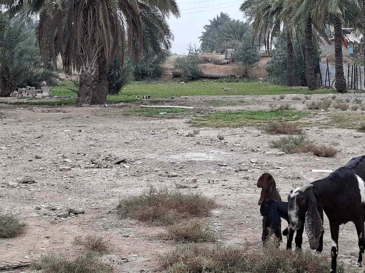 السلام عليكم يوجد أرض زراعيه عقد المساحه دونم ونص متوفره كافه الخدمات معه بيت بناء حديث وجهة الشارع السعر ١٠٠ مليون وبي مجال واسط الحفرية شويفي ***********
