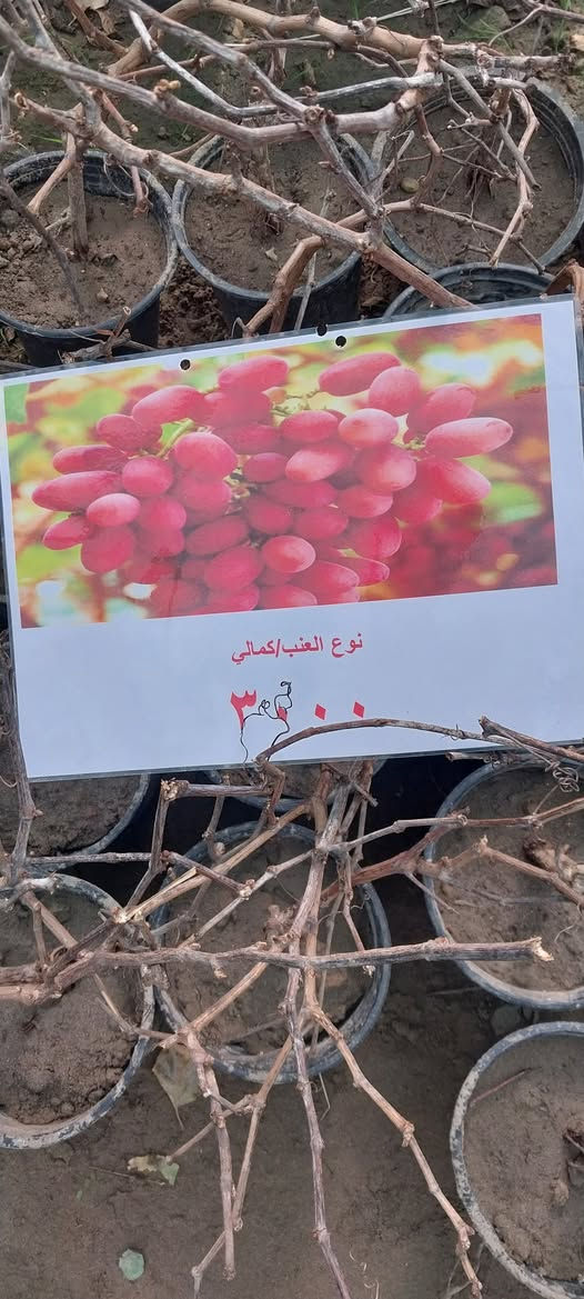 توفر في مشتل ابو علي الفراجي
9انواع عنب مع ذكر الأسم والسعر وتوفر تين اسود بني مسلم

العنوان : بغداد /سلمان باك / قرب جامع سعد /شارع الحدادين 🤍

سوينا لكم بيج على برنامج الإنستقرام لكي نجاوب على اسئلتكم المتنوعه 

اسم البيج : بيج مشتل ابو علي الفراجي 

يوزر البيج: l0.33.m

رابط البيج:https://www.instagram.com/l0.33.m?igsh=bGZmMGw4bTN2ODZw
 
مشتل ابو علي الفراجي يرحب بالجميع 🤍


**إذا كنت صاحب هذا الإعلان وتريد حذفه لأي سبب، رجاءا أرسل رسالة إلى الدعم الفني**