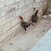 ديج • ديج هراتي • ديج اوشامو • ديج مصارع • ديك مصارع • دجاج مصارع • دي...