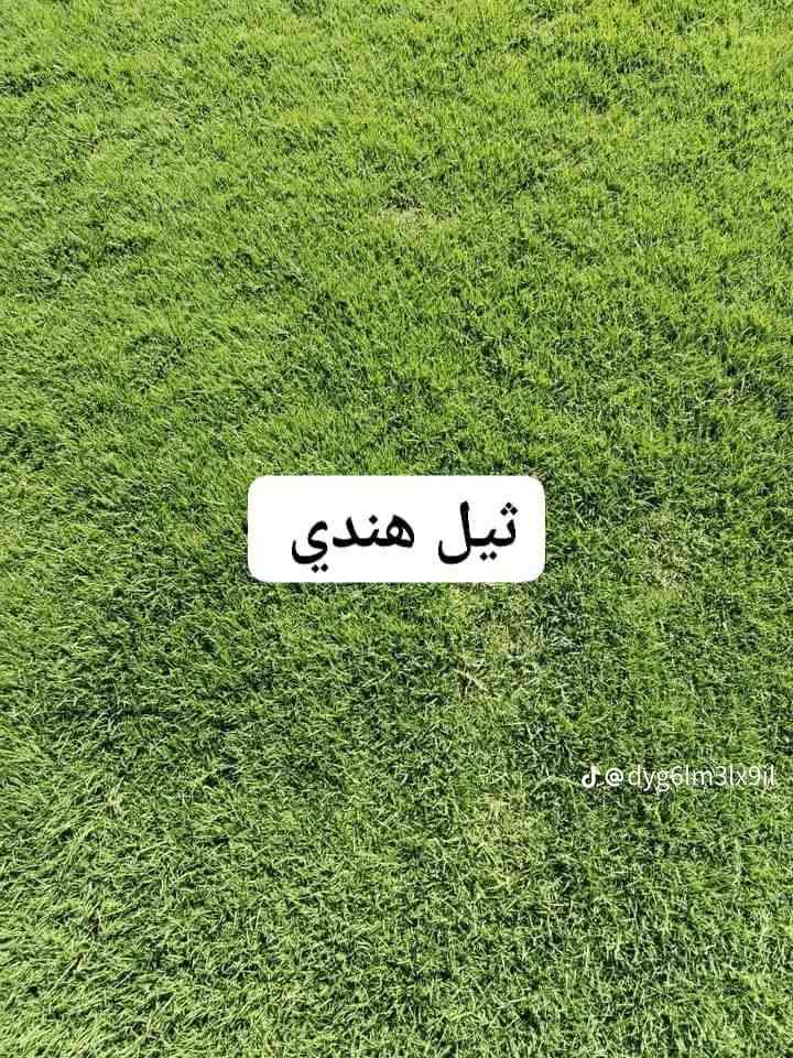 سلام عليكم متوفر ثيل هندي و أمريكي و فرنسي و إيطالي متوفر كوادر تجهيز ملاعب دوائر حكومية منتزه وحدائق و يوجد توصيل مجاني لجميع محافظات العراق 
يوصلك الطلب خلال 24 ساعة انتصل على الرقم *********** و مراسله واتساب

