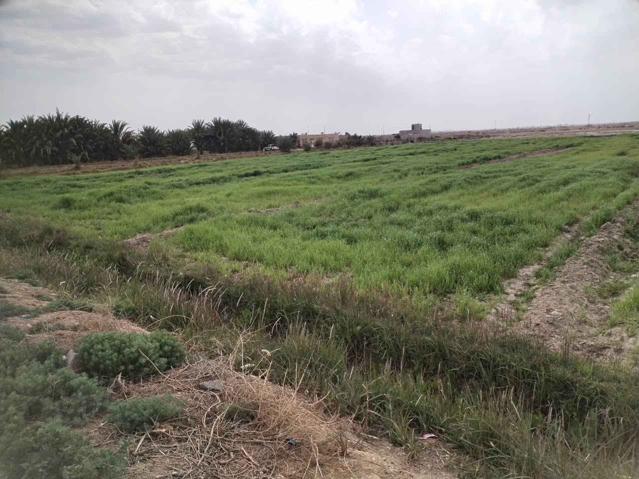 سلام عليكم البيع كاع زراعيه المساحه ١٠ دوانم ونص واجهيه شارع متوفره كل الخدمات مركز صحي مدارس ابتدائية ومتوسطة او عداديه واجهيه شارع وبيهه شاطيه على نهر الغراف ماي مباشر منل شط مكانهه بين النصر و الرفاعي بل مصيفي السعر نتصل ***********
***********
