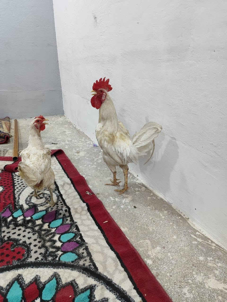 للبيع ب50 الف وبيهن مجال


**إذا كنت صاحب هذا الإعلان وتريد حذفه لأي سبب، رجاءا أرسل رسالة إلى الدعم الفني**