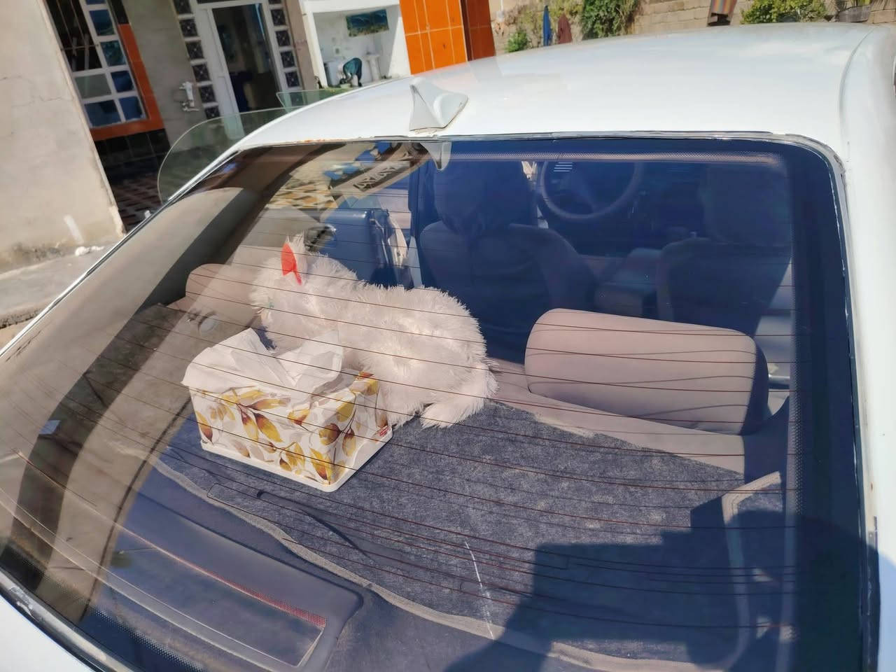 السلام عليكم /بطه متصل رقم نينوى الماني سنويه ل 28  مامگصوص كير محرك  شرط،تدفئه تبريد كهربائيات كلهه شقاله كمبريسر جديد مال گصه درايم شفتات جدد صدر امامي خلفي جديد طخم تاير جديد مسجل شاشه كامره خلفيه نوزلات جدد مالات گصه مابيهه شي مايشتقل شرط التحويل والوكاله  جاملغ اليمين مبدل الباقي شركه السعر (54) المكان الخضرانيه رقم 📱 الهاتف ***********
