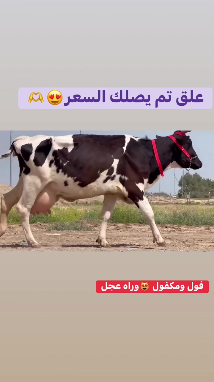 #علق تم يصلك السعر
***********
بسم الله ماشاء الله دابه هولشتاين ام ثالث بطن اطيه شرط الحليب ولدسامه وراه فحل هولشتاين رقم واحد مكان سماوه رميثه
