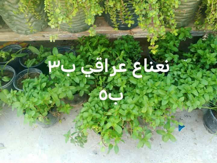 السلام عليكم زبائن الكرام اتوفر نبات دمعه الطفل أحجام وسط للبلكونات ولاسيجه الخارجيه للمنازل وبعض النباتات الخارجيه يوجد توصيل داخل بغداد بعض المناطق 🌿🍀🍀🍀🍀🚘🚘🚘🚘🚘🚘


**إذا كنت صاحب هذا الإعلان وتريد حذفه لأي سبب، رجاءا أرسل رسالة إلى الدعم الفني**