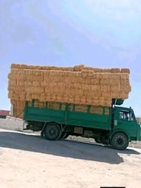 قمح • شعير • توصيل