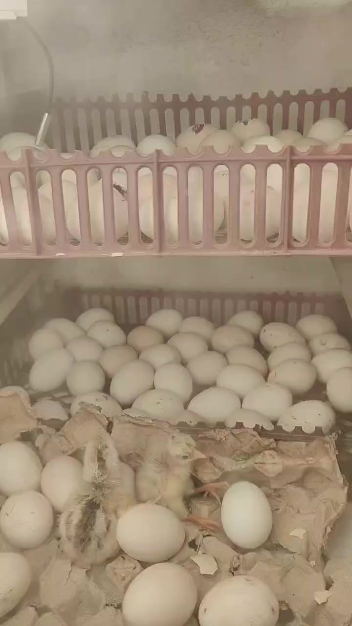 متاح فقاسه فول اوتماتيك تلزم 112 بيضه وتكدر اتضيفلهة رف تصير 170 سعر 140 وبيهة مجال للتوصل رقم *********** ادمن وافق
