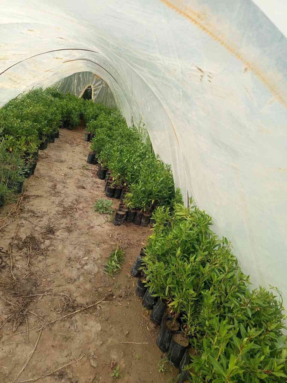 السلام عليكم 
يوفر مشتل السيد 
كاربس بعدت ارتفاعات
للاستفسار على هذا الرقم  ‏‪0781 094 2921‬‏
#مشتل #السيد #كاربس #بيزا #بابل
