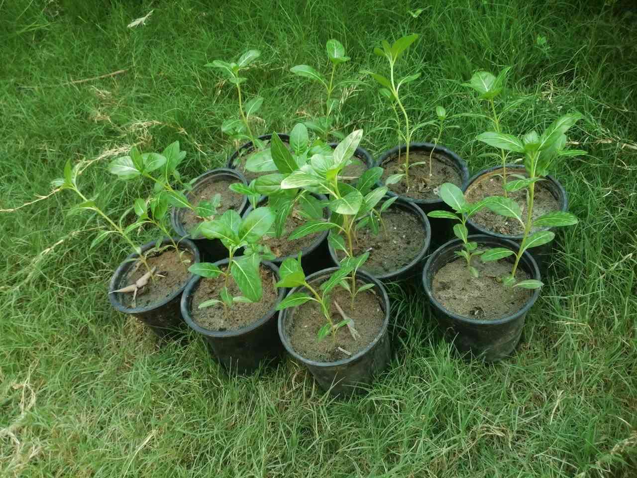 عين البزون (vinca)
هي شجيرة دائمية يصل طولها إلى اكثر من متر
تحب الشمس و تزهر في الربيع حتى الخريف
يكون شكل الزهرة مميز و جميل إضافة إلى الالوان الرائعة

من اعجبته النبتة و يريد شرائها الأن هي للبيع
يوجد في كل سندانة شتلتان واحدة كبيرة قريبة من الازهار و الثانية صغيرة قد تملك ستة اوراق
السندانة بالف


**إذا كنت صاحب هذا الإعلان وتريد حذفه لأي سبب، رجاءا أرسل رسالة إلى الدعم الفني**