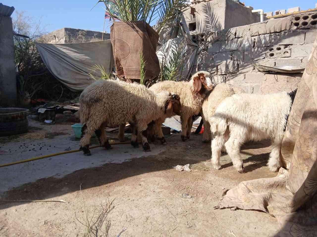 سلام عليكم طليان العدد 6 ثلاثه فحله وثلاثه بهام  سمان وشرط الصحاء السعر الزوج 420 وبهين مجال بصيط  المكان الدوانيه الشاميه ***********
