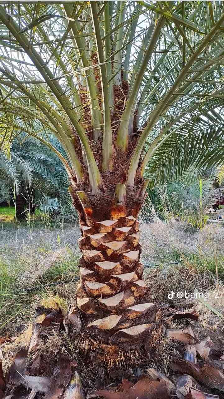 توفر عندنا تنشيط نخل السعر 5000


**إذا كنت صاحب هذا الإعلان وتريد حذفه لأي سبب، رجاءا أرسل رسالة إلى الدعم الفني**