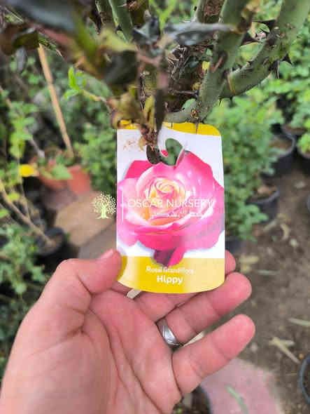 توفر من جديد 
جوري ستاند من مناشئ اوربية 
وبعمر كبير والوان مختلفة 

📍 زورونا في موقعنا:
مشتل الأوسكار – حي الحنانة – شارع نجف _ كوفة
(مقابل غرفة تجارة النجف و فريندز كافيه ومطعم شريف– مجاور متنزه الحنانة العائلي)

🕗 أوقات الدوام:
من 8:30 صباحاً إلى 8:00 مساءً

📞 للطلب والاستفسار:
*********** – ***********
(اتصال / واتساب / مراسلة عبر فيسبوك)
 متوفر دفع  زين  كاش ومتوفر ماستر  

🚗 يتوفر توصيل داخل النجف
موجودين في تطبيق توترز لبعض المواد الزراعية 

أهلاً وسهلاً بكم دائماً في مشتل الأوسكار 🌹🌹🌹
