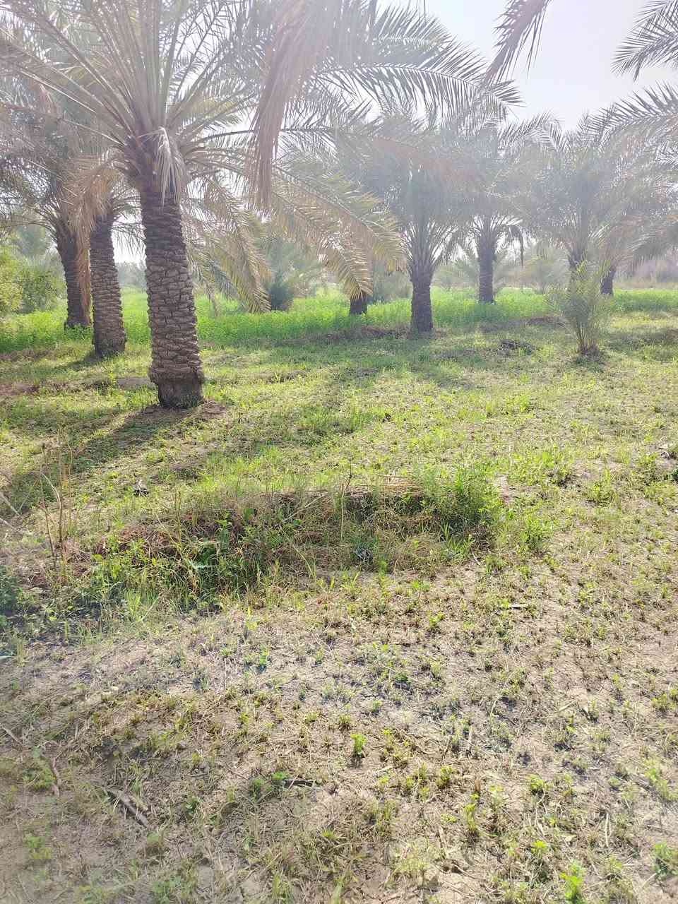 ارض مساحة 2000م/ الواجها 29 النزال ٦٨ يوجد فيها ٤٤ نخله ثويثي
على شارع تبليط كهرباء متوفرة + ماي حلو + ماي سكي

  حي الجوادين شارع أنشائية أمل الجنوب تتوفر كافة الاحتياجات في المنطقة 🌹

للأستفسار الاتصال على هذا الرقم

***********
