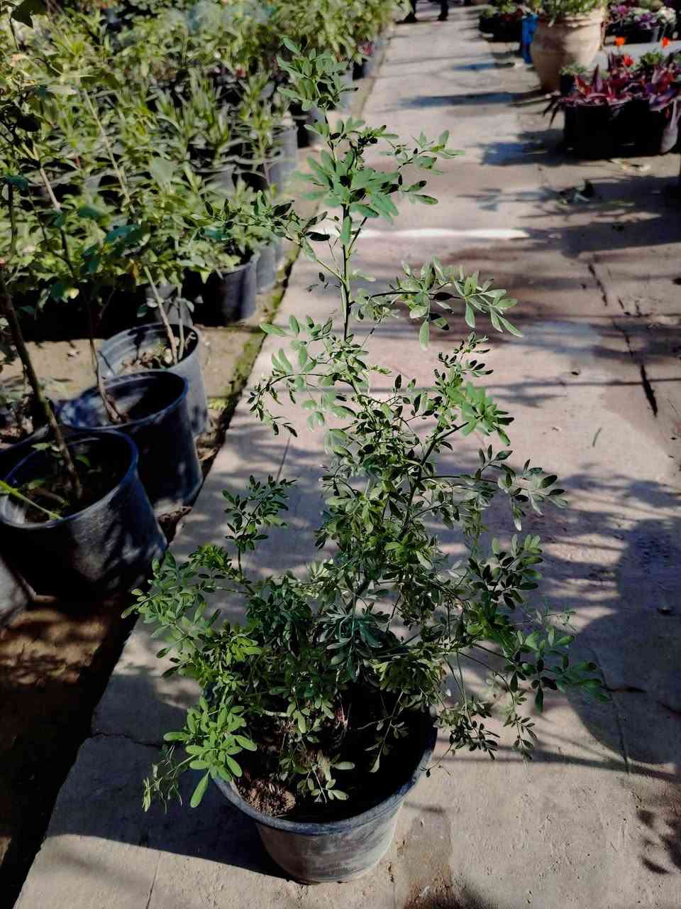 🌿🌼نبات السذاب العطري🌼🌿
🌼🌼🌼🌼🌼🌼🌼🌼🌼🌼🌼
نبات خارجي شمسي  دائم الخضرة، جميل جدا مقاوم للحرارة والاجواء العراقية ✅
عطره رهيب و فواح
السعر ٢٠٠٠ دينار فقط 💥
للطلب و إلاستفسار الاتصال على الرقم التالي *********** ☎️
يوجد توصيل داخل الكوت فقط 🚕
ملاحظة ( النبات يورد بالصيف و الربيع)
