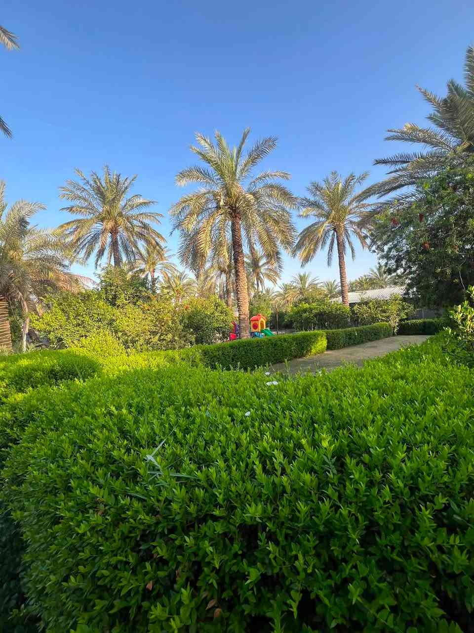 للبيع مزرعة دونم 2500 متر في بغداد الراشديه منطقة الابو حياة مكونه من بيت ونخل وحمضيات ومحميه جدا كبيره ومسبح 7 في 7 وبير ومكان للمشاوي الواجهه 60 نزال 37 السعر 600 مليون للاتصال ***********
