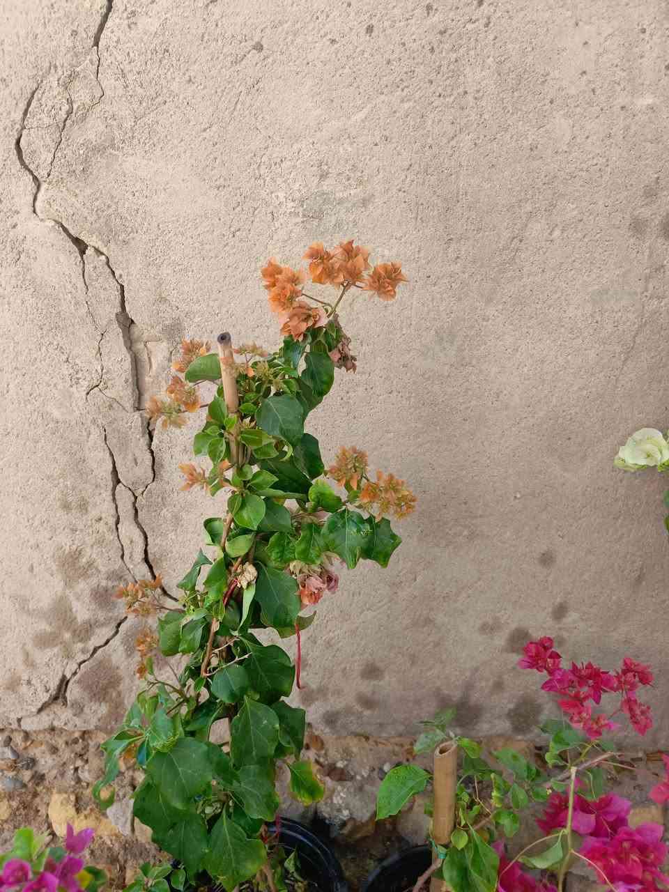 يا الله عرض رمضان المبارك ❤️‍🔥
ورد جوري سلطاني عراقي عطر فواح ٢٥٠٠ 
ورد جوري الوان الفين 
جهنمي متسلق وشجيري الوان ب٥ 
خدمة توصيل داخل المسيب الفين


**إذا كنت صاحب هذا الإعلان وتريد حذفه لأي سبب، رجاءا أرسل رسالة إلى الدعم الفني**