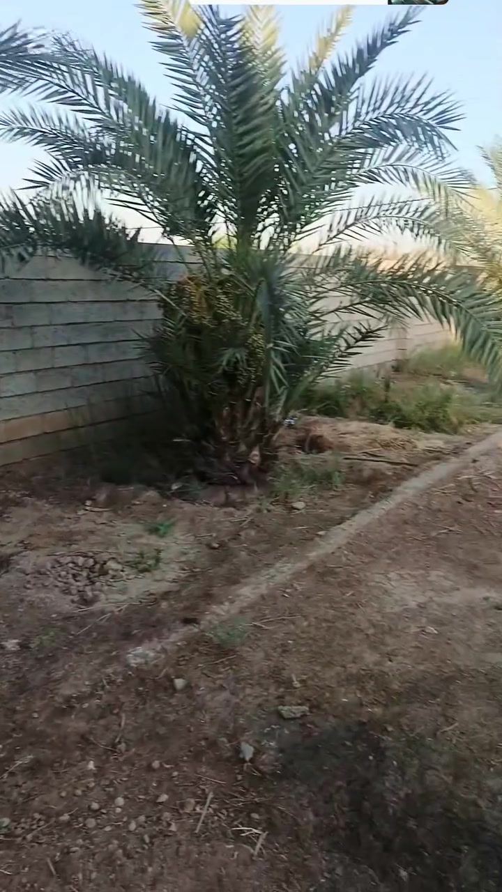 السلام عليكم قطعه أرض لبيع زراعي  مساحة 550 مكان بعقوبة ركه حجي سهيل خدمات كامله لاستفسار عل رقم ***********
