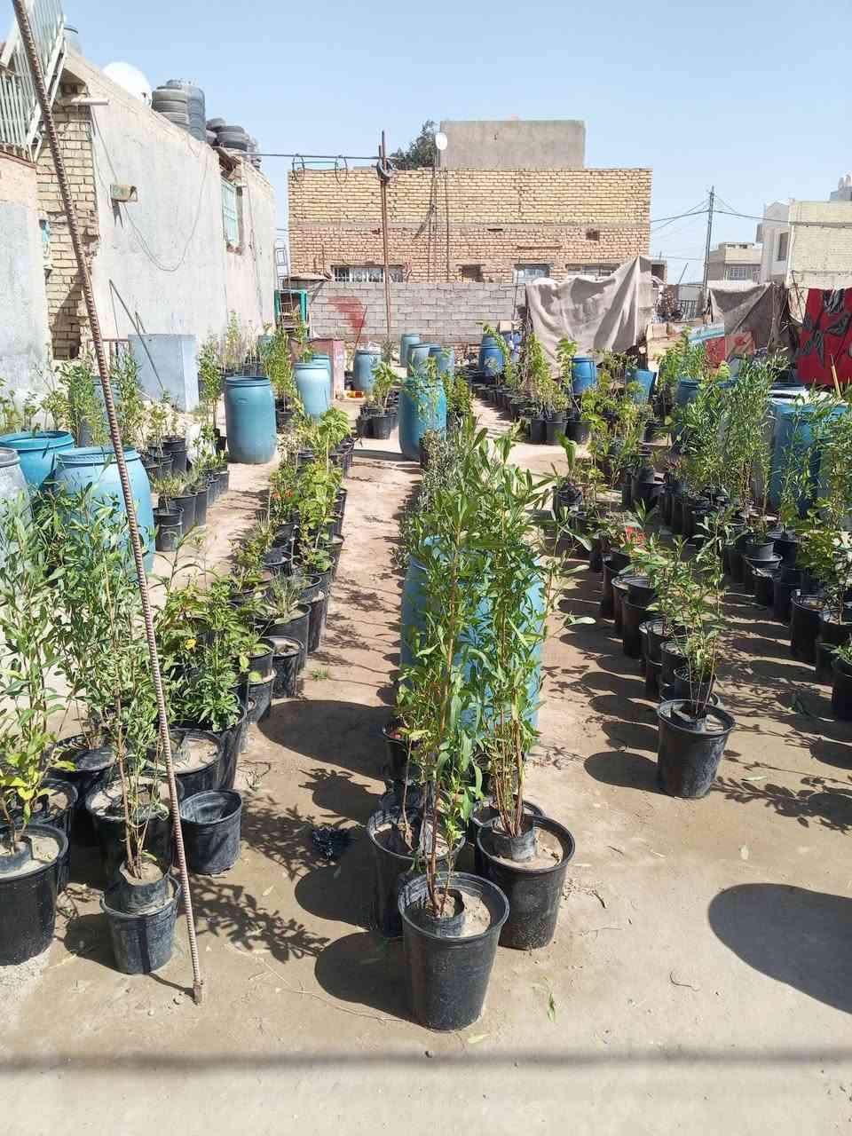 السلام عليكم ورحمه الله وبركاته. يوجد لدينا في سبع البور مشتل الحوراء نباتات الزينه الداخليه والشمسيه وبأسعار مناسبة جدا ولاسمده  الكيمياويه والبيتموس   كما يوجد لدينا طن شيش ابو النص طول ثمانية أمتار وسته متر  بنص السعر في السوق  كما يوجد لدينا دراجه كهربائيه نضيفه وشغاله والباتريات جيده بربع سعرها في السوق الصدريه  ومن الله التوفيق للجميع هاتف*********** والثاني*********** وشكر وتقدير للجميع اخوكم السيد علي الحسيني
